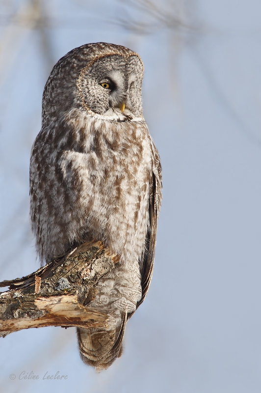Chouette lapone_6914 - Great Gray Owl