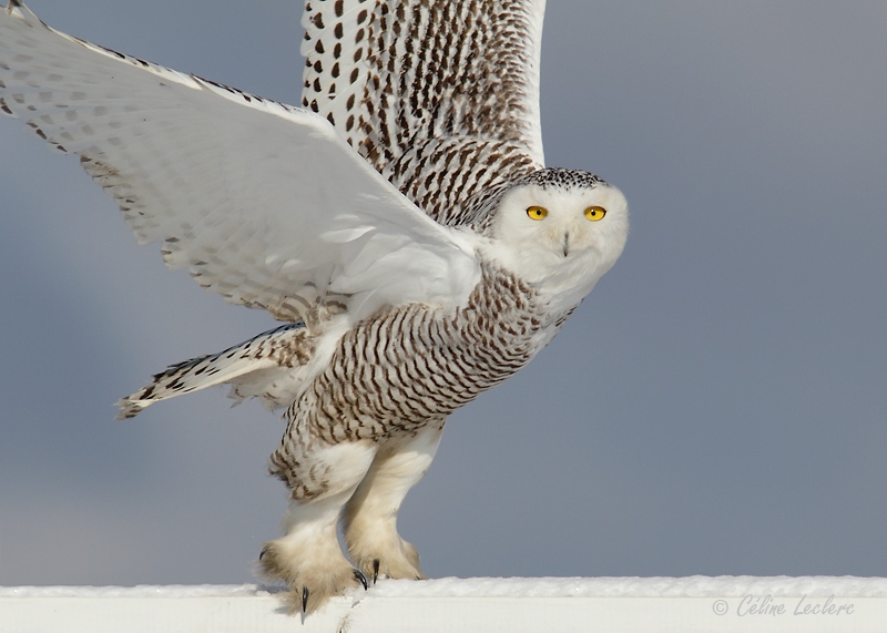 Harfang des neiges_9084 - Snowy Owl