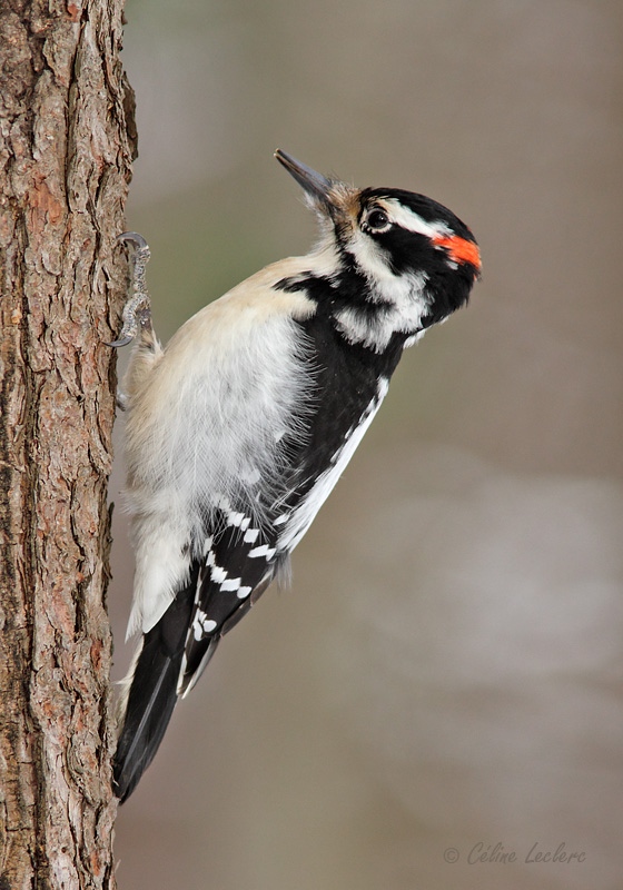 Pic chevelu_5143 - Hairy Woodpecker