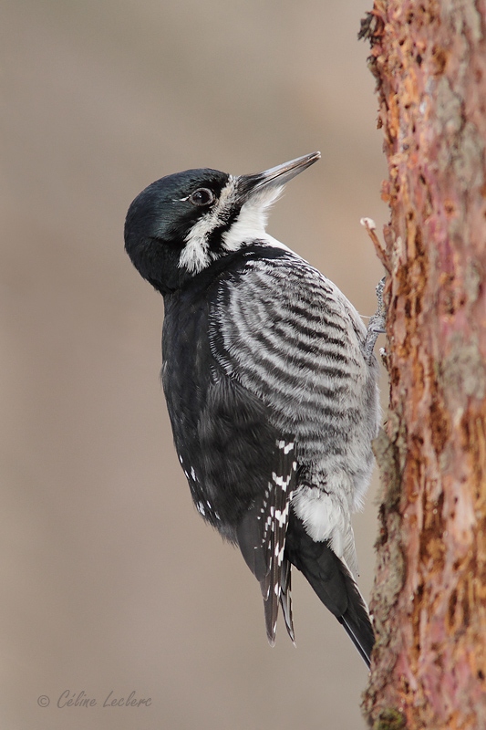 Pic  dos noir (f)_5331 - Black-backed Woodpecker