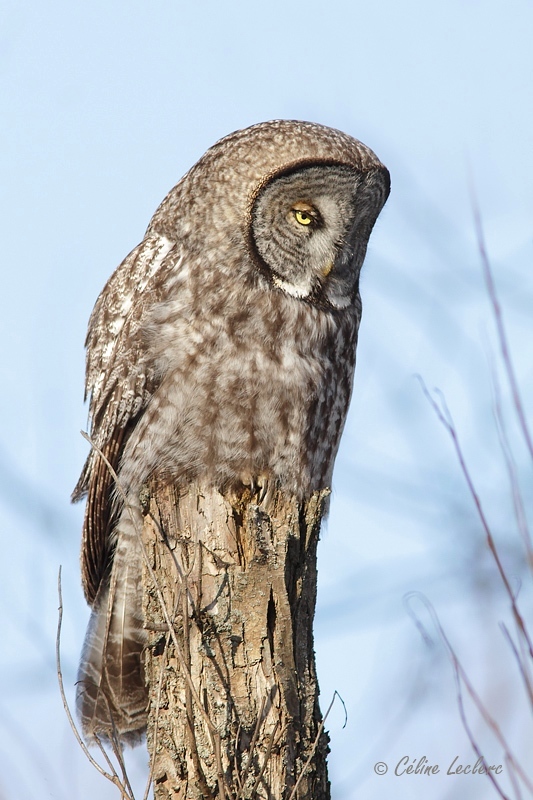 Chouette lapone_2537 - Great Gray Owl