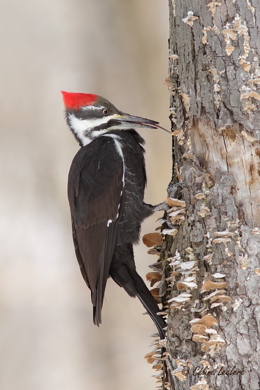 Grand Pic (f)_4993 - Pileated Woodpecker