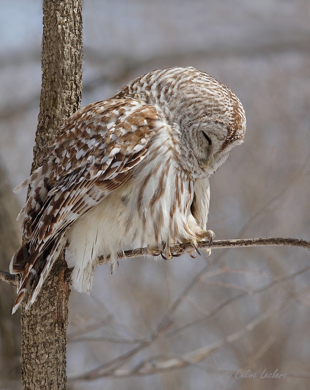 Chouette raye_8355 - Barred Owl