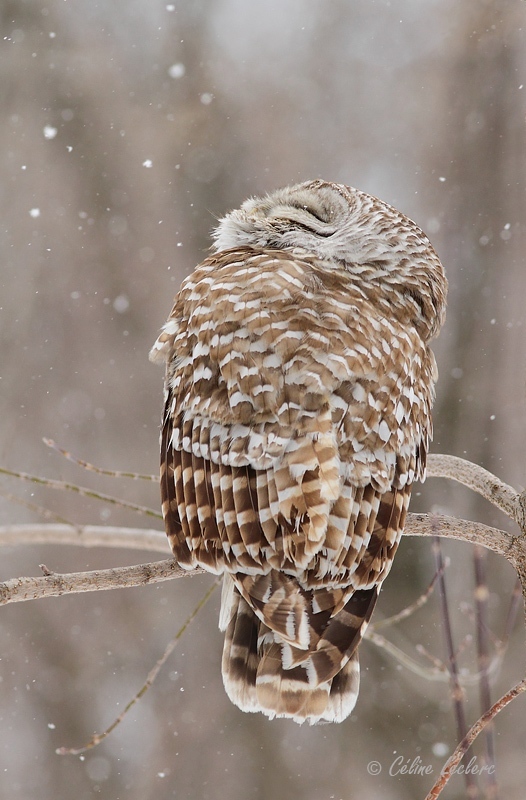 Chouette raye_8459 - Barred Owl