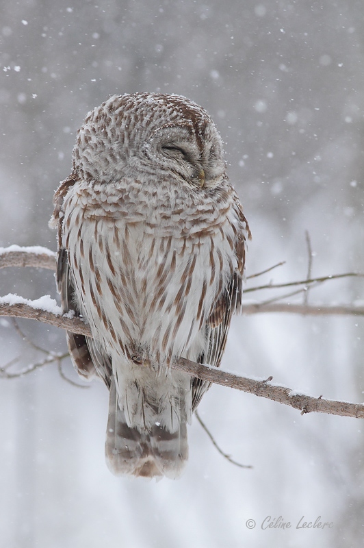 Chouette raye_8643 - Barred Owl