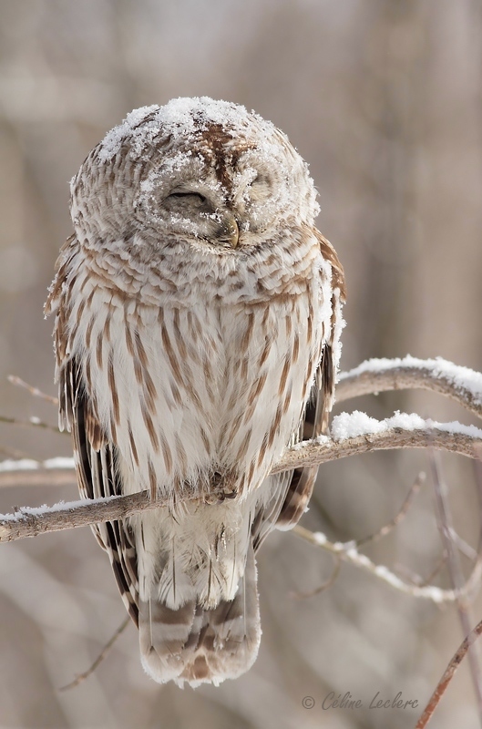 Chouette raye_8622 - Barred Owl