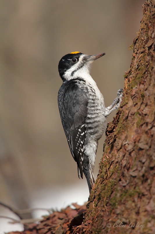 Pic  dos noir_1174 - Black-backed Woodpecker