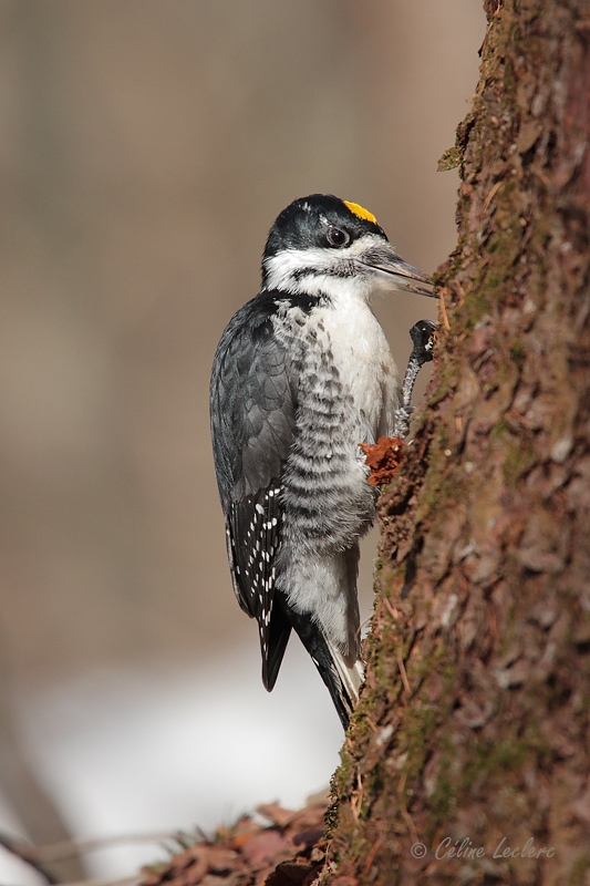 Pic  dos noir_1177 - Black-backed Woodpecker