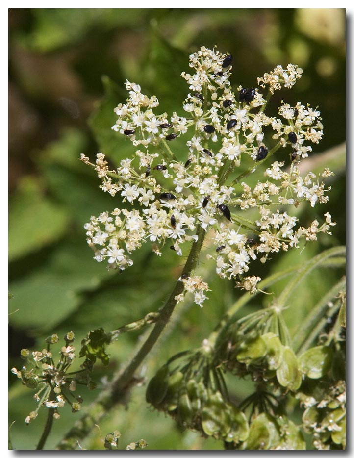 Common cowparsnip