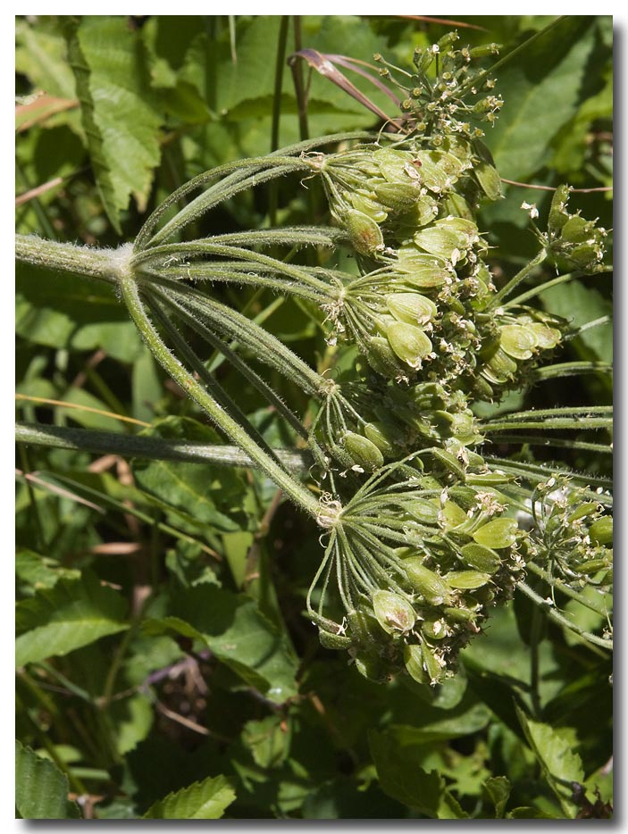 Common cowparsnip