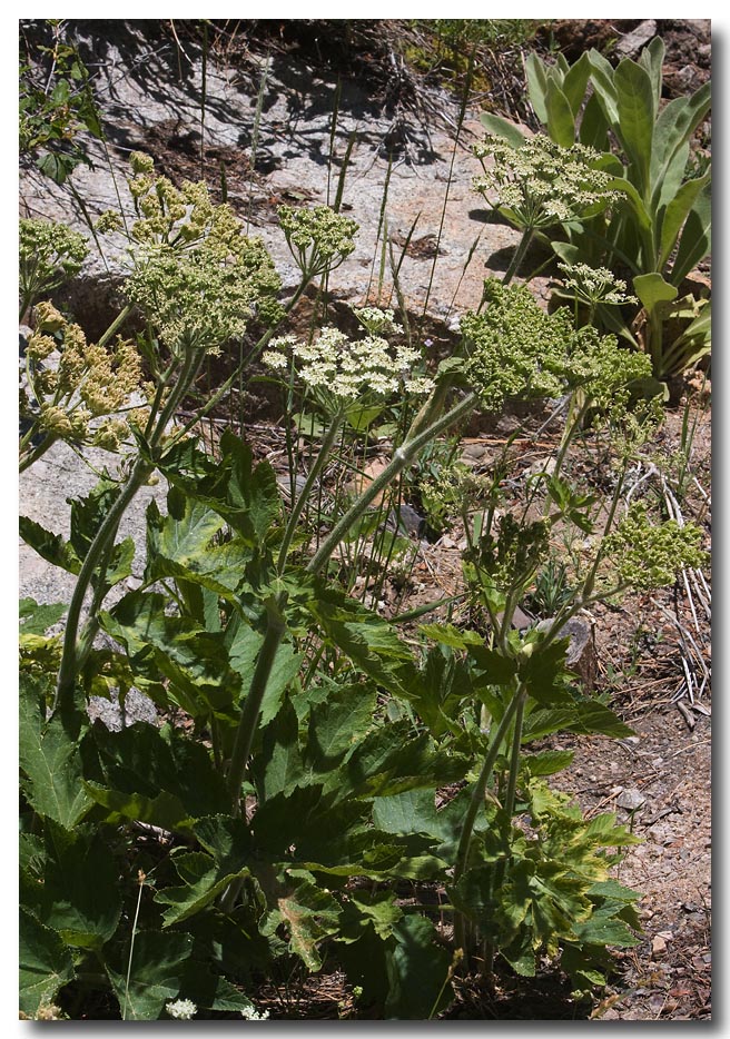Common cowparsnip