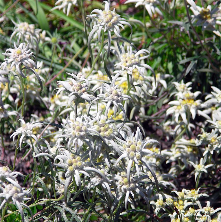 Edelweiss, Edelweiss-Bless My Homeland Forever...