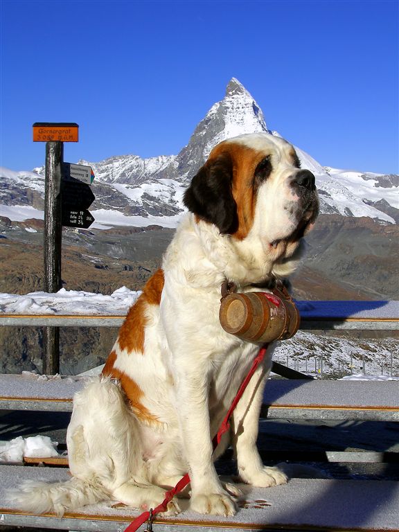 Our Big Friend Berhardiner, Swiss Alps