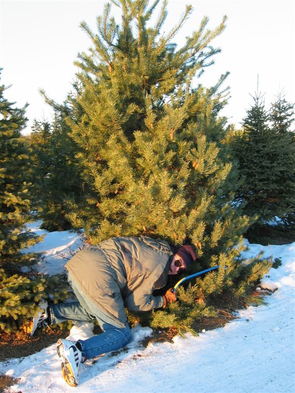 Dont leave maniacs intimate with trees !