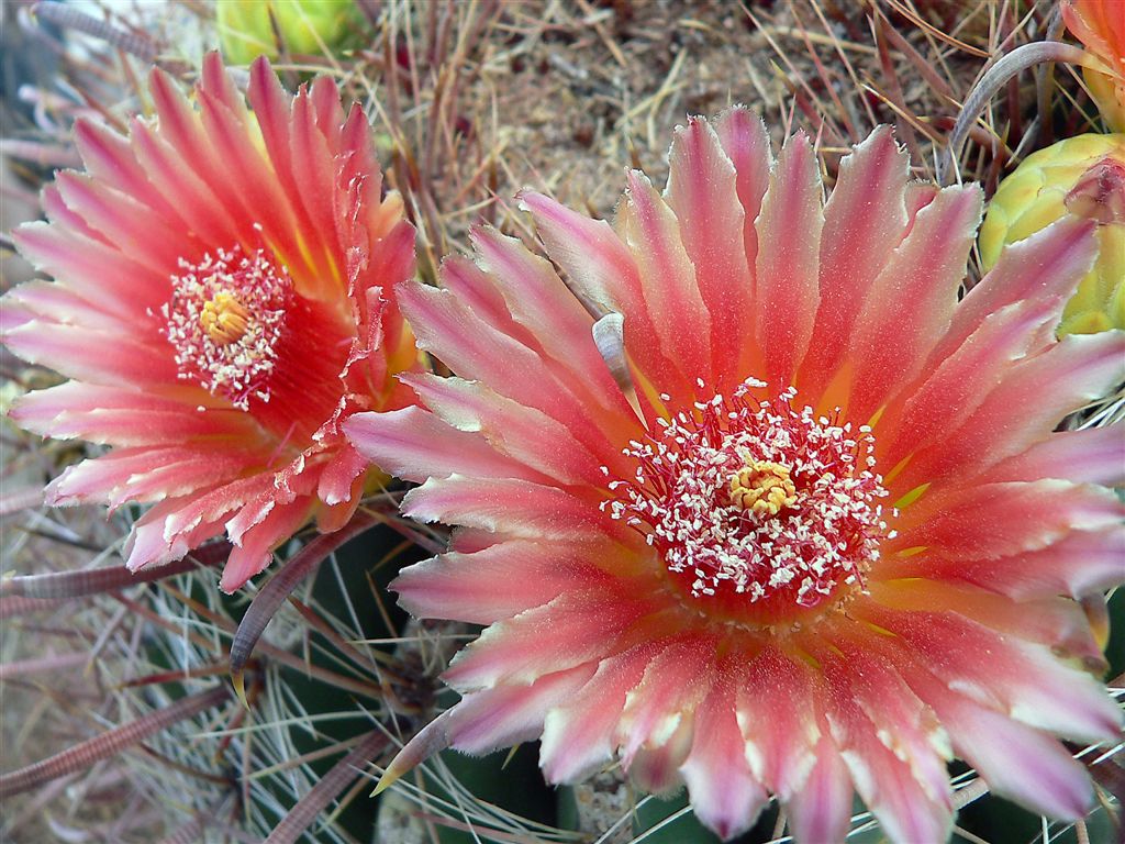 Cactus Flowers