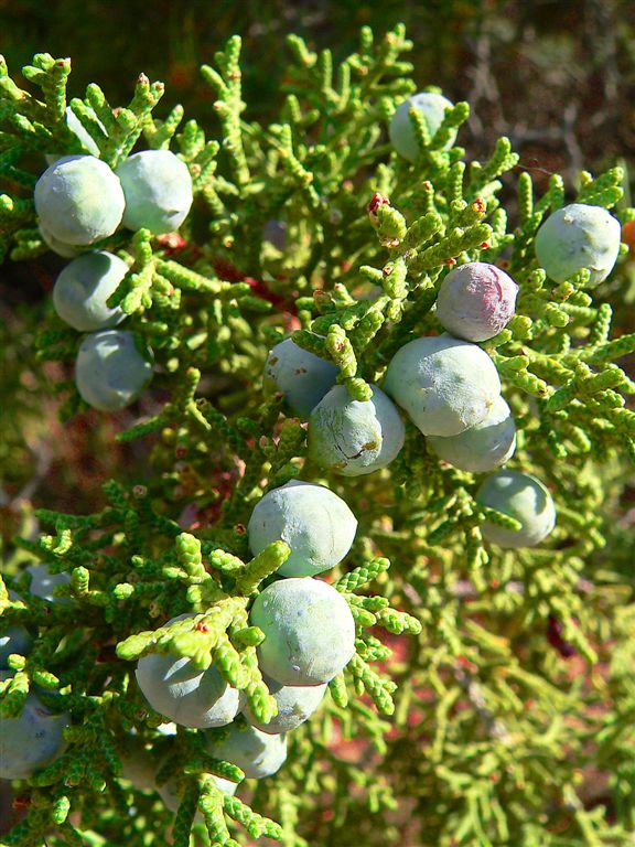 Juniper