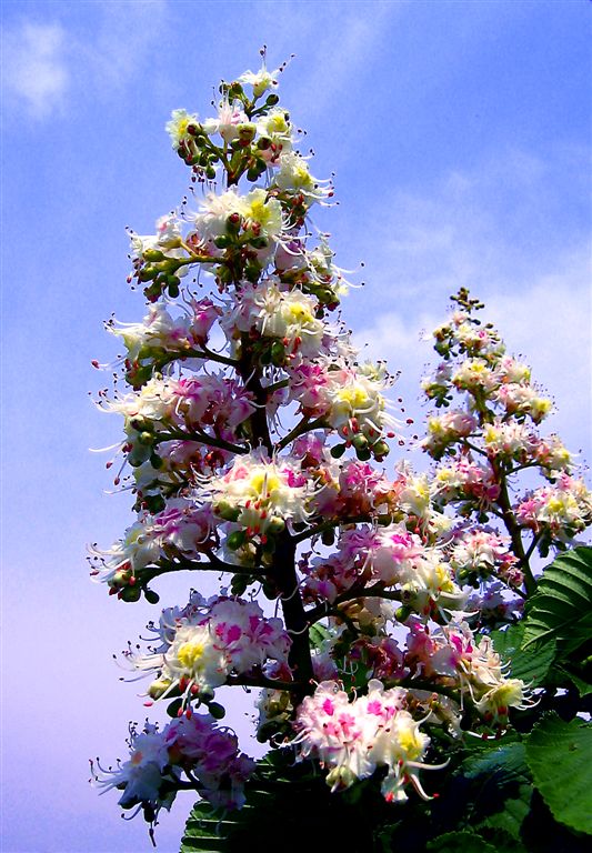 Chessnuts On Colorado River