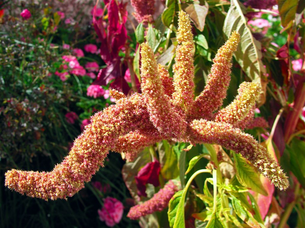 Pretty Peruvian Flower