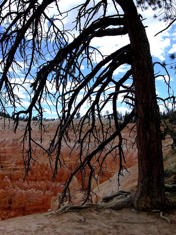 Tree In Bryce