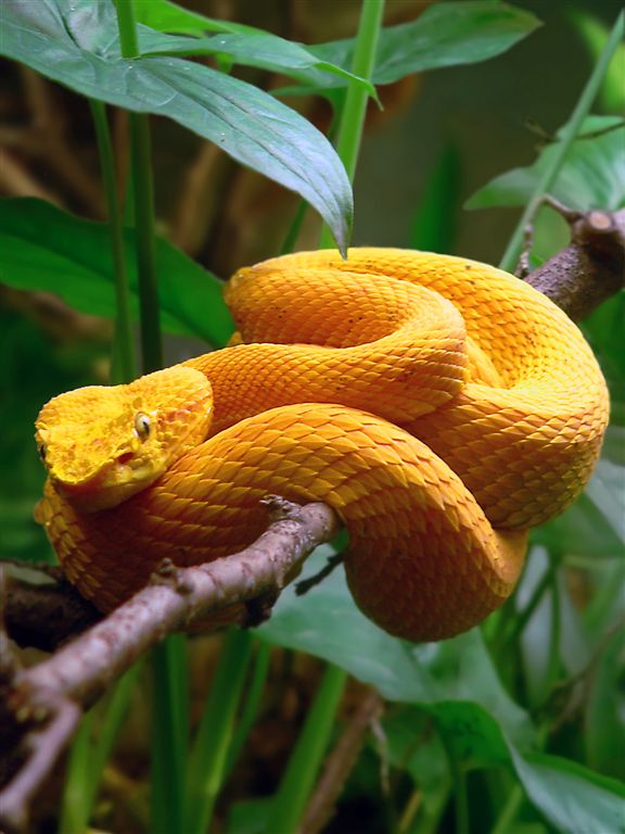Viper Gets Ready For Lunch, Iquitos, Amazon Forest...
