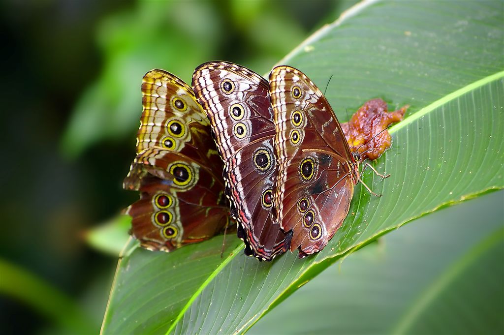 Morphosre Festing On Banana, Monteverde Cloud Forest