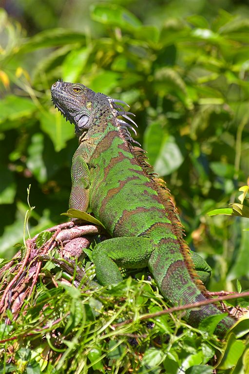 Giant Tree Iguana, Tortuguero Selva