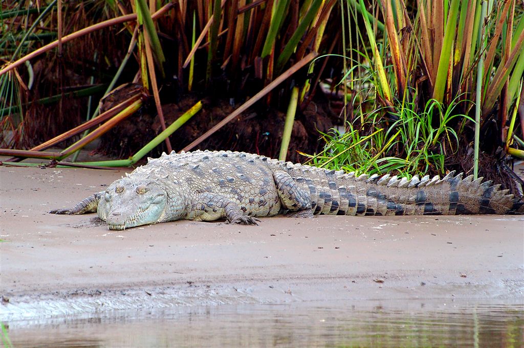 George Bush Is Snorring On His Premises, Carrara National Park