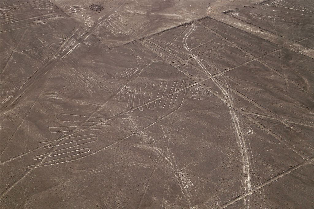 Alcatraz ( Or Pelican ), Nazca Desert