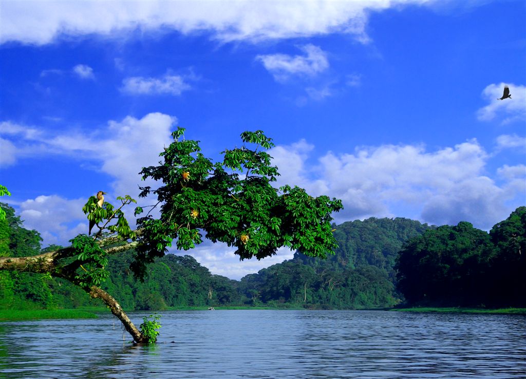 Tortuguero Selva