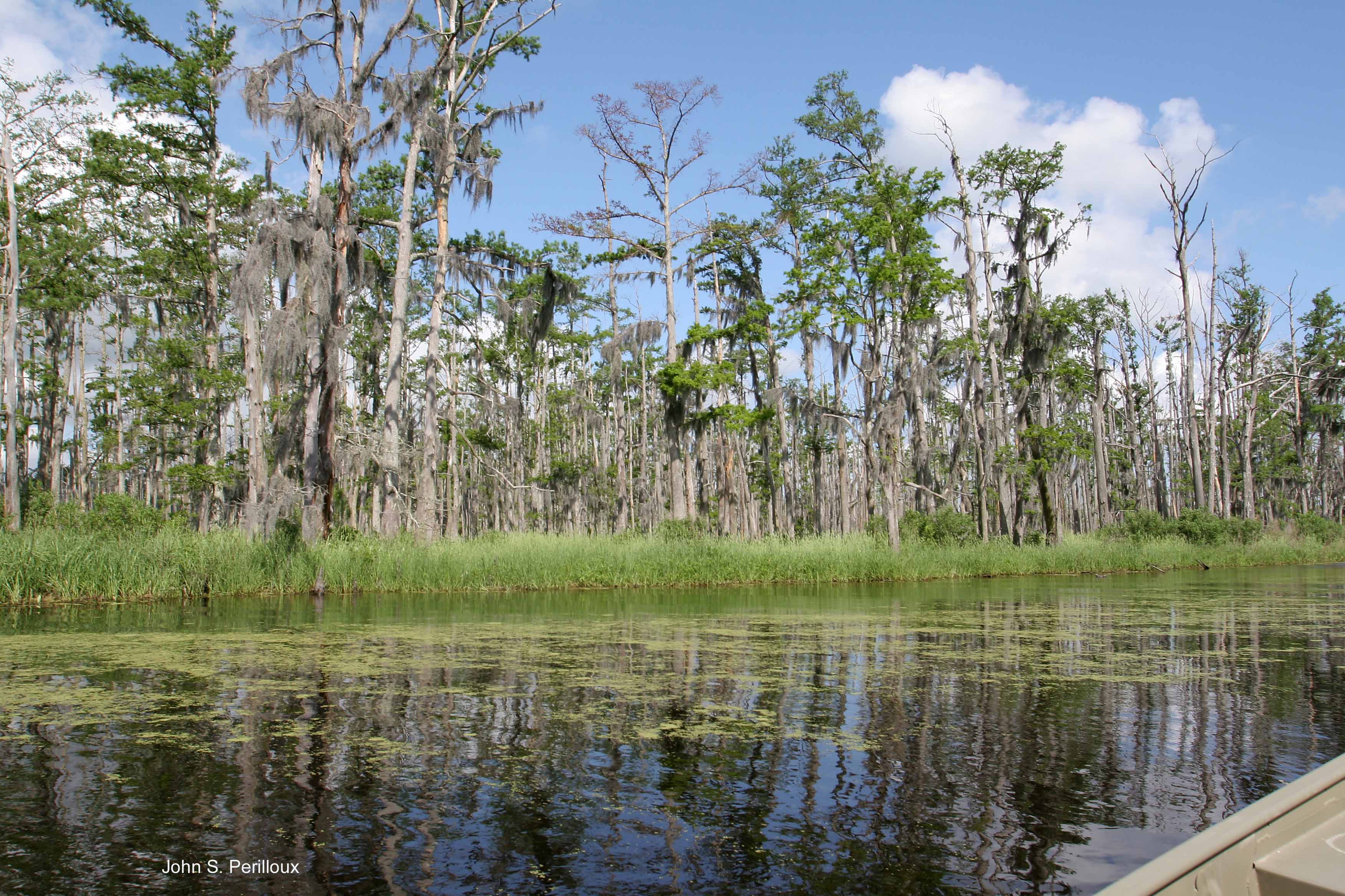 Death of the Wetlands