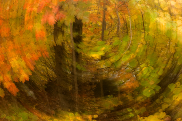 WOODS-IN-MOTION---ROTATE.jpg