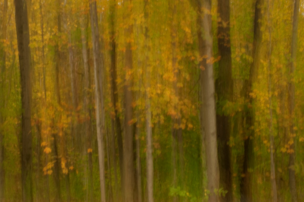 WOODS-IN-MOTION--VERTICAL-PAN.jpg