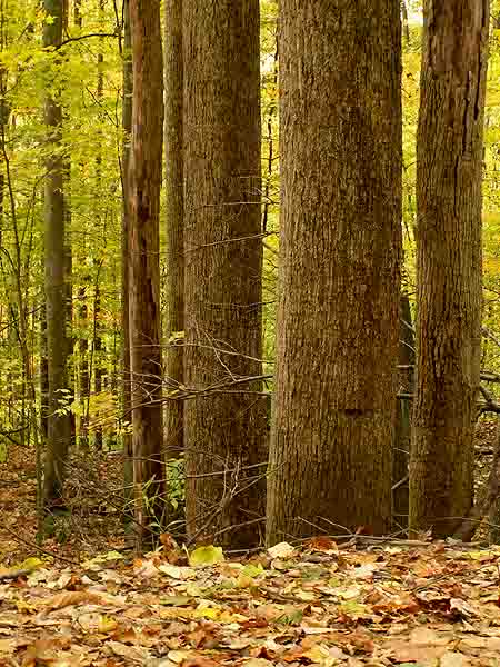 HOLLY RIVER SP Z-5 1.jpg