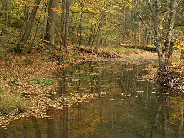 WILLIAMS RIVER Z-5 4.jpg