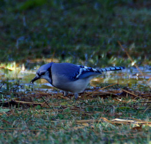 Feeding Time
