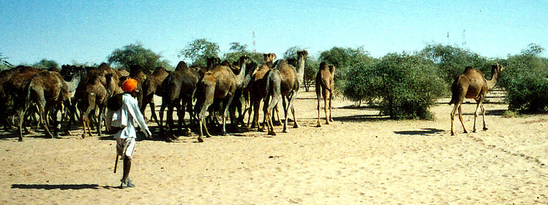 Rajastan Desert, India