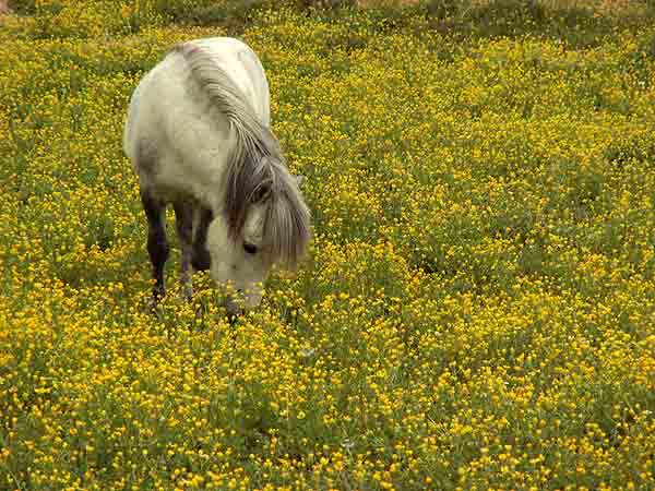 GRAZING.jpg