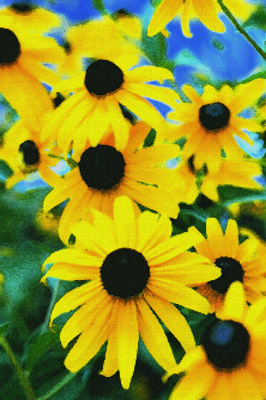 Black eye Susans