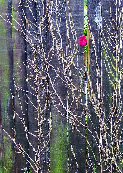 Fence