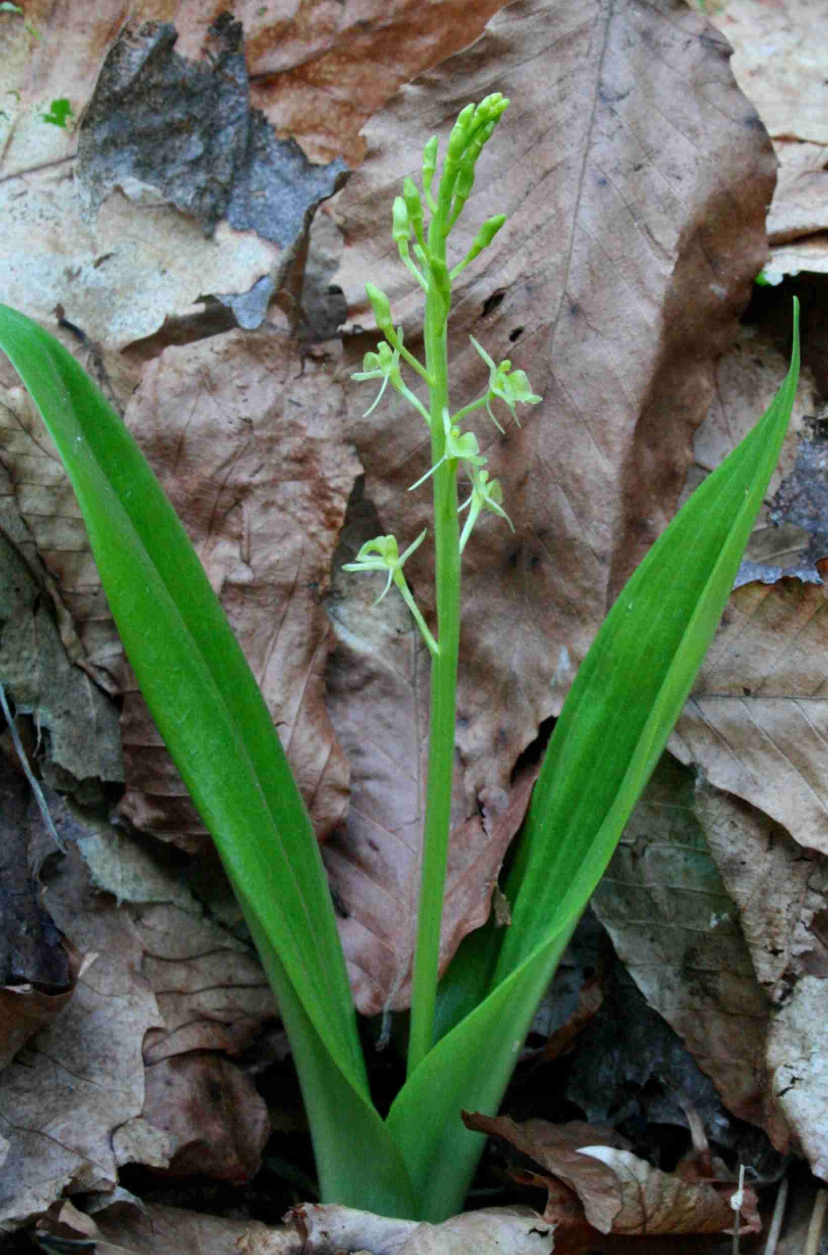 Loesels Twayblade Orchid on Scenic Highway tb0721br.jpg