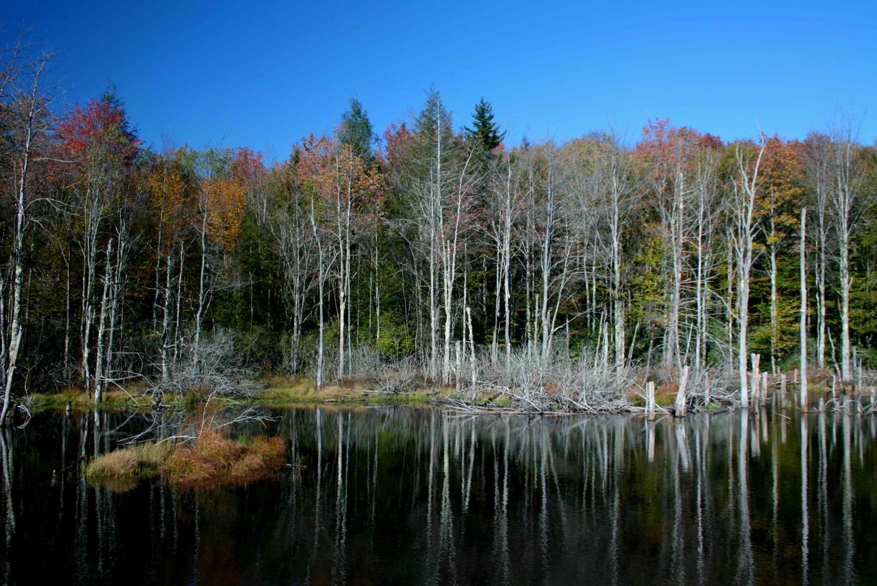 Reflections in Autumn Beaver Pond tb1003nnrx.jpg