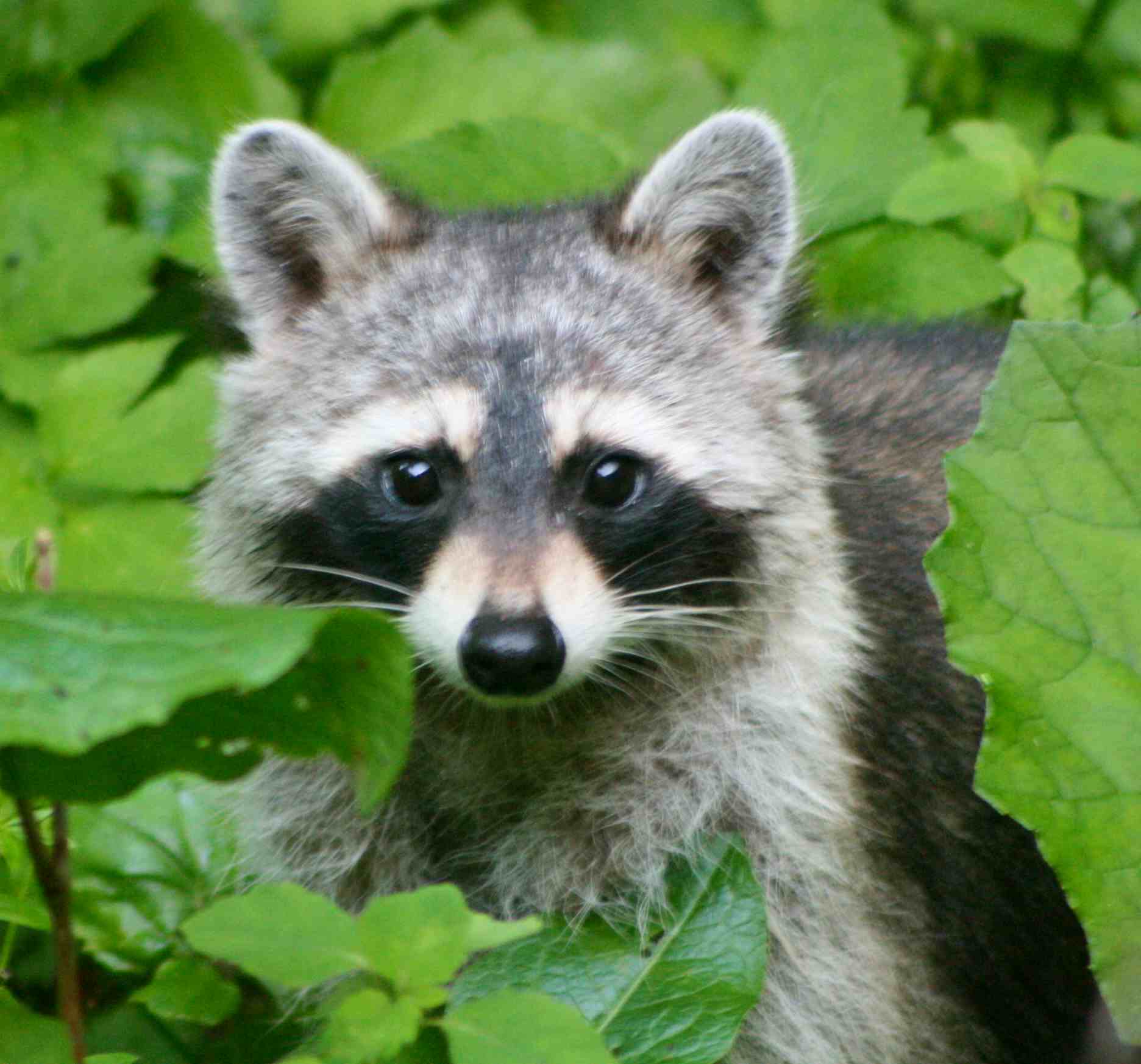 Raccoon in Summer Foliage tb0809fbx.jpg