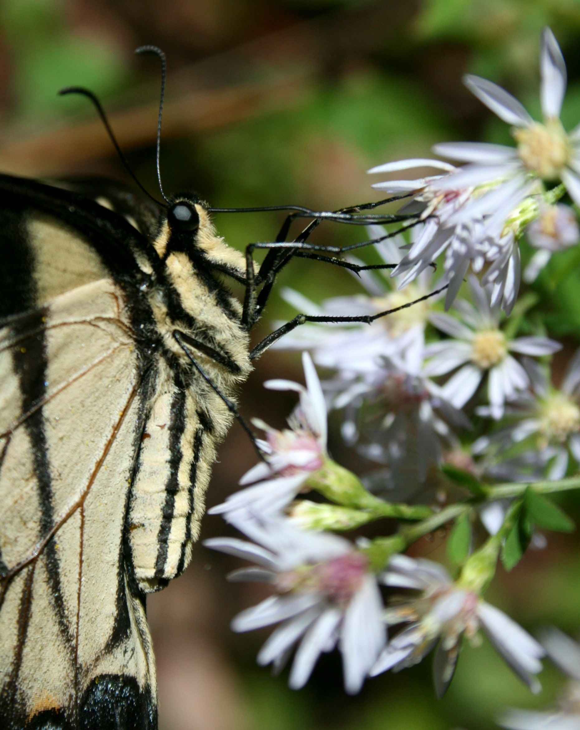 Tiger Swallowtail Browsing on Wild Asters v tb0910crr.jpg