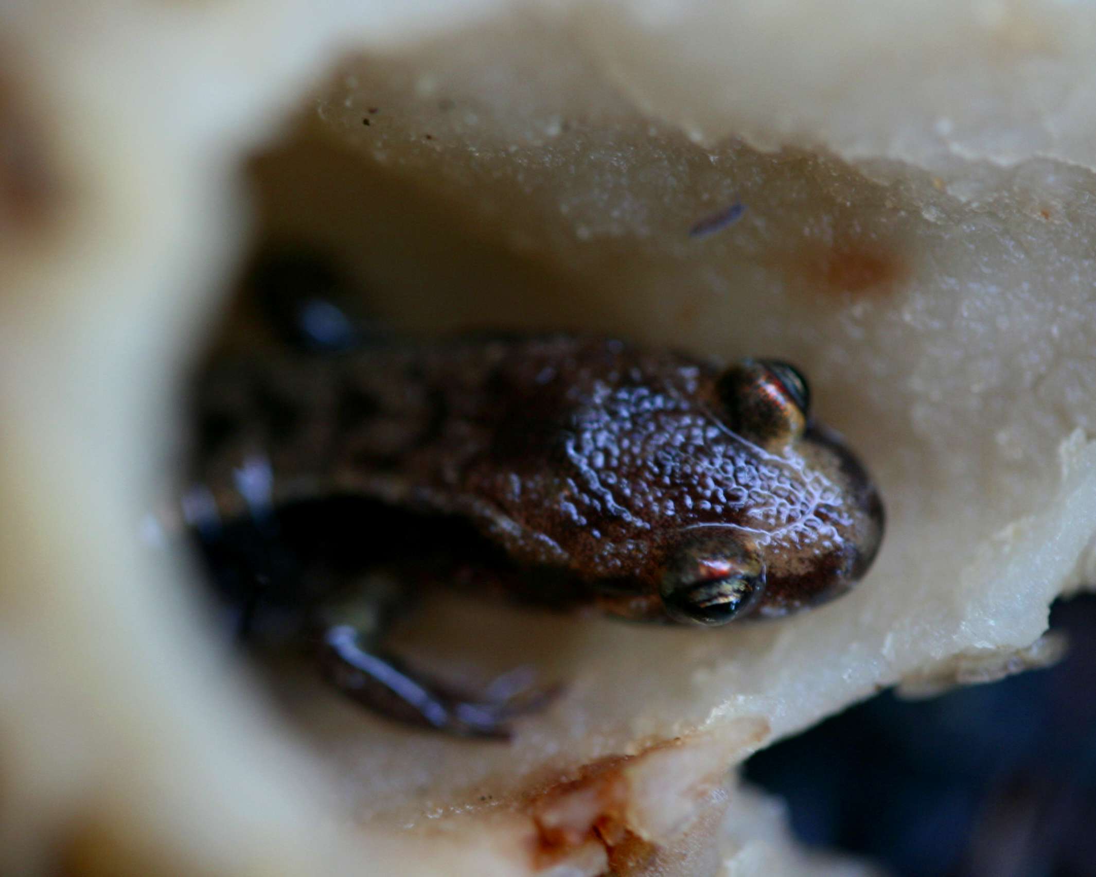 Brown Salamander in Old Hollow Morel Mushroom tb0611irr.jpg