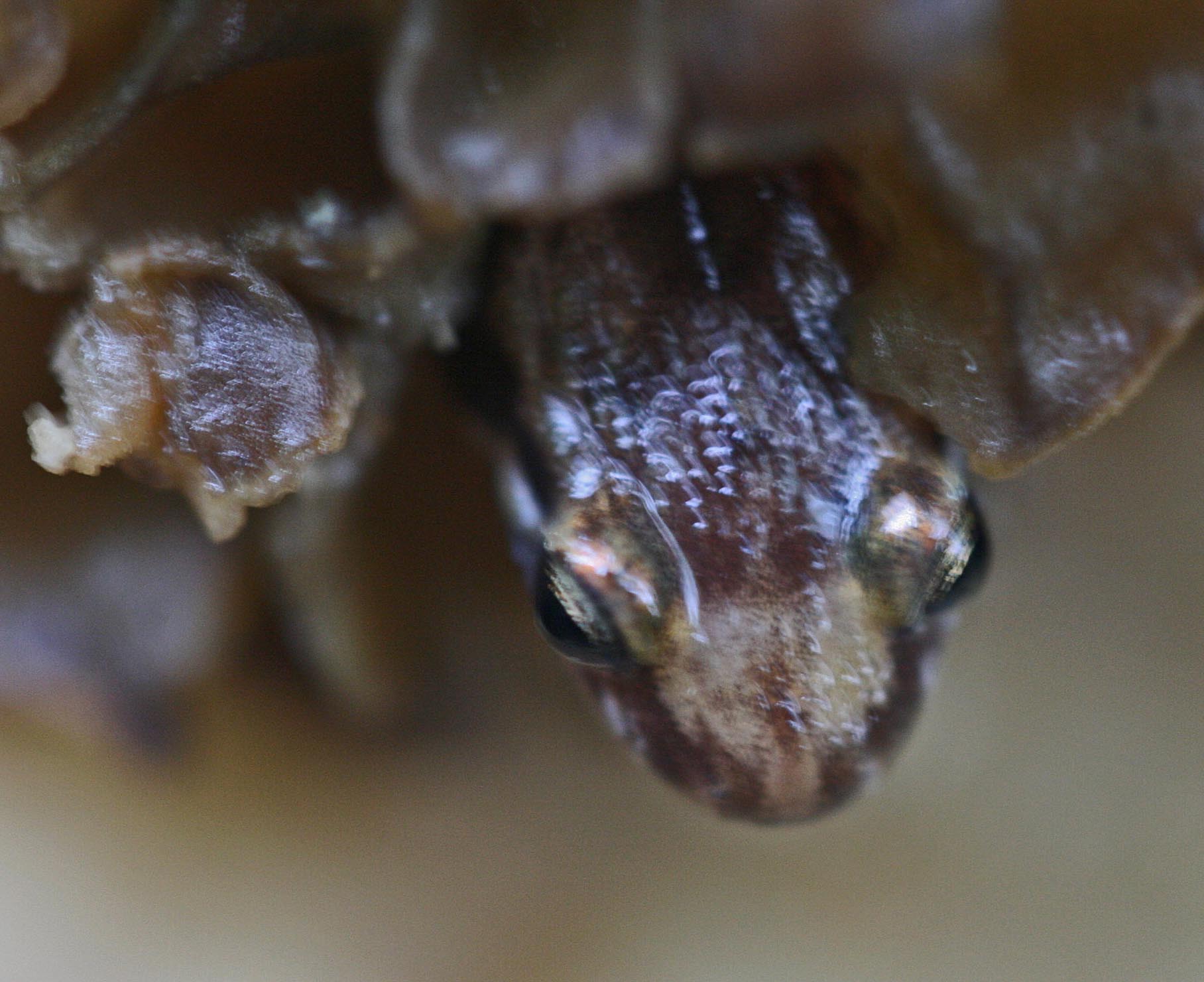 Brown Salamander Poking Head From Old Mushroom tb0811fmr.jpg