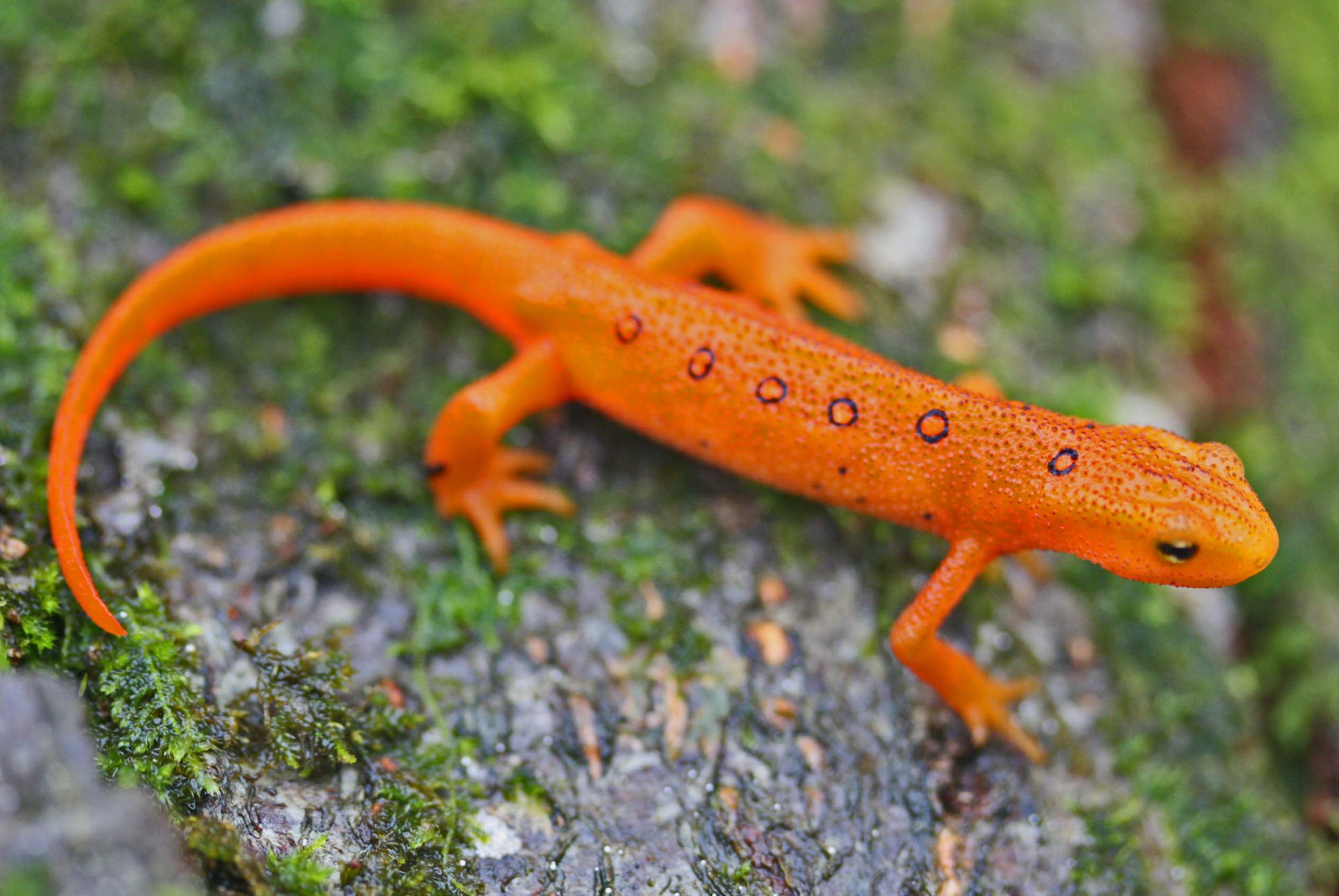 Red Eft Alit in Rainy Mtn Woods tb0412dmr.jpg