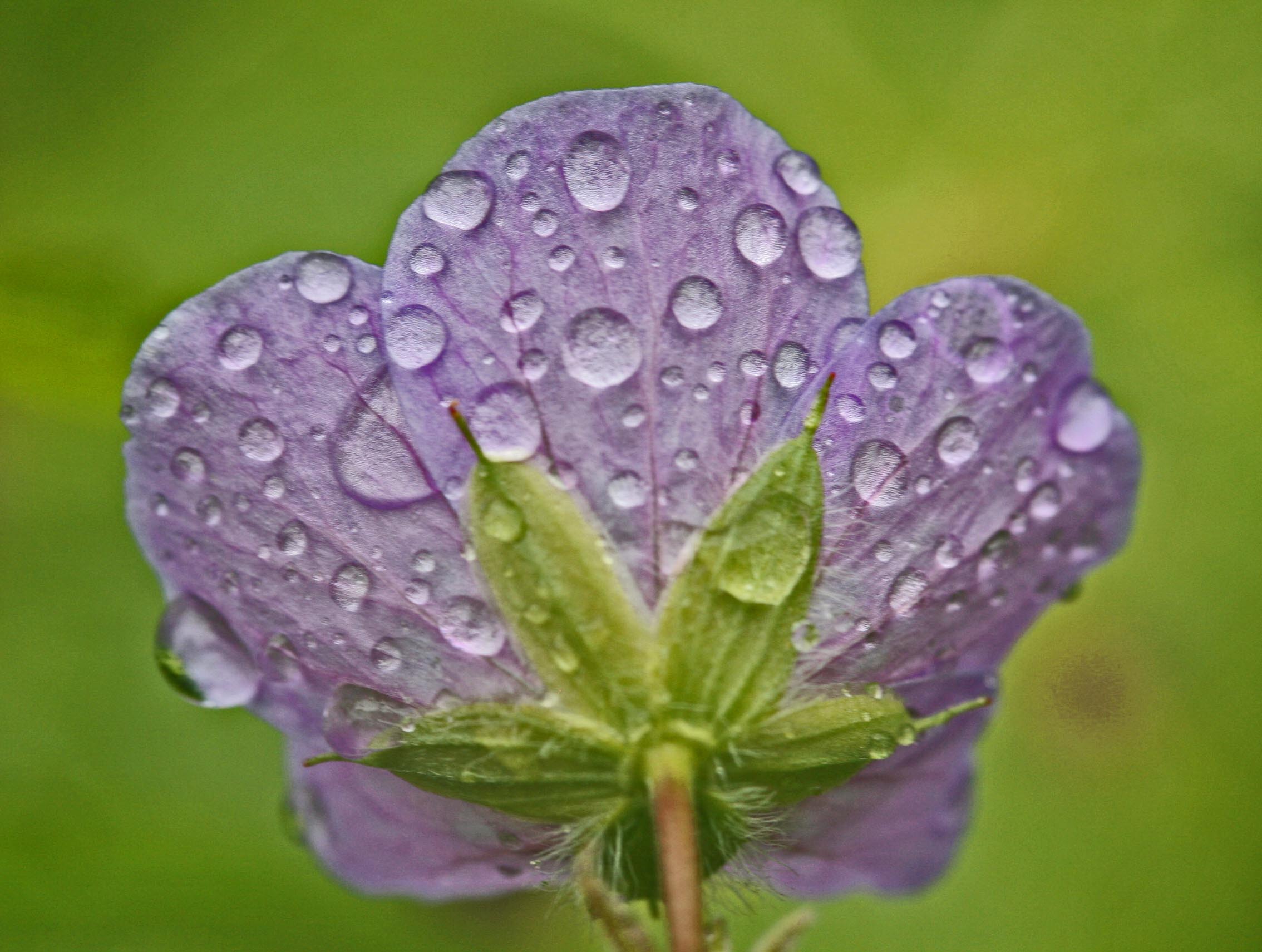 Pristine Raindrops on Rear of Wild Geranium Bloom tb0512ear.jpg