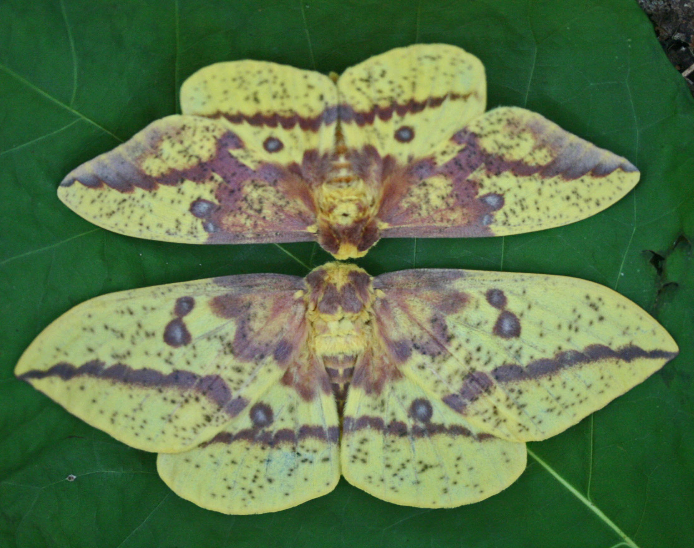 Male and Female Drury Moths on Magnolia Leaf tb0712nmr.jpg