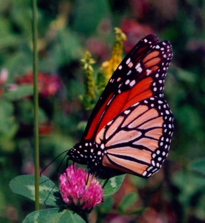 Monarch Butterfly on Clover - Sunny (tb0899).jpg