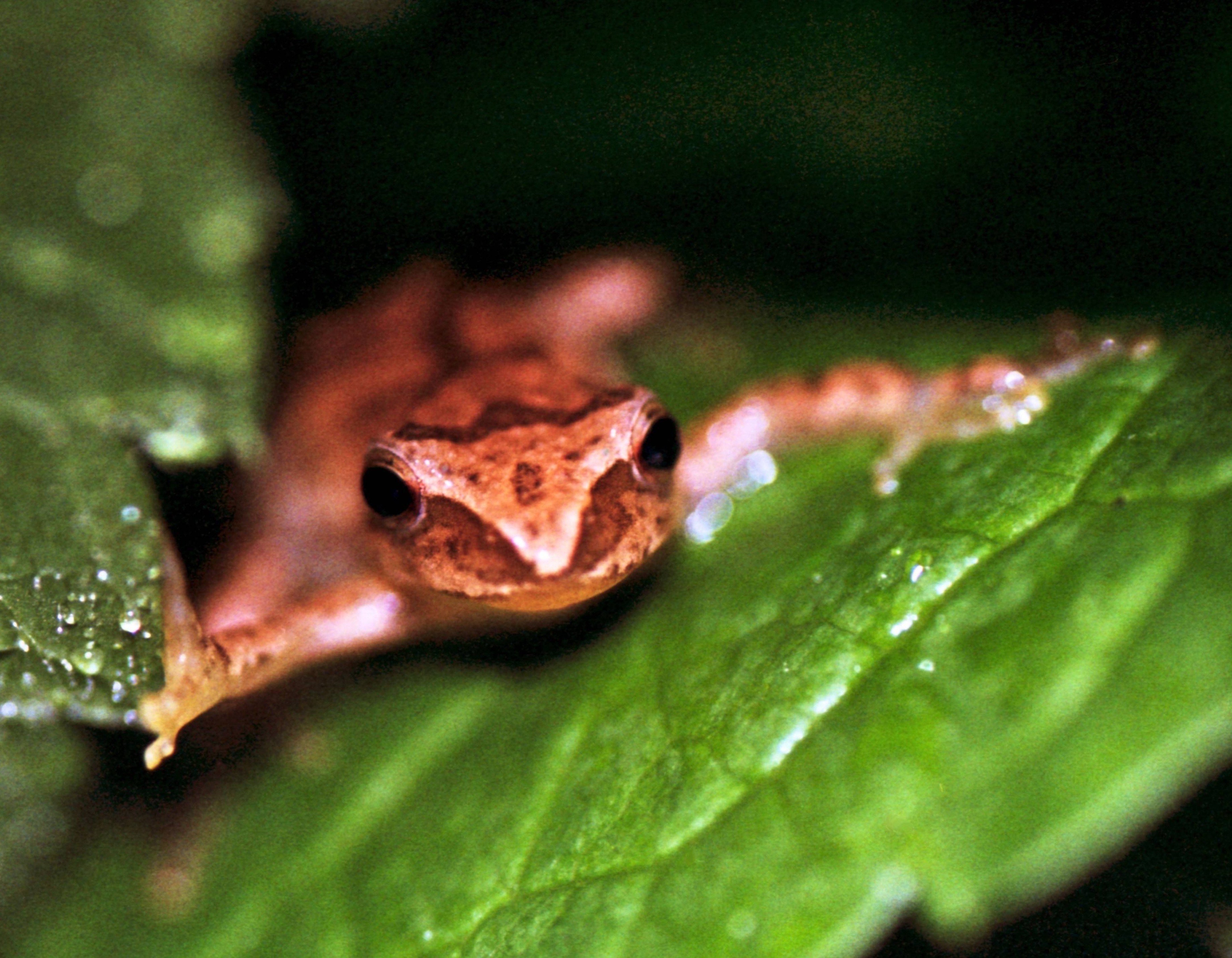 Tree Frog Acrobatic Pose CRdx tb0507.jpg